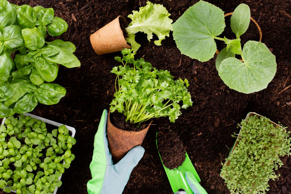 Quali sono gli attrezzi indispensabili per un giardino al top